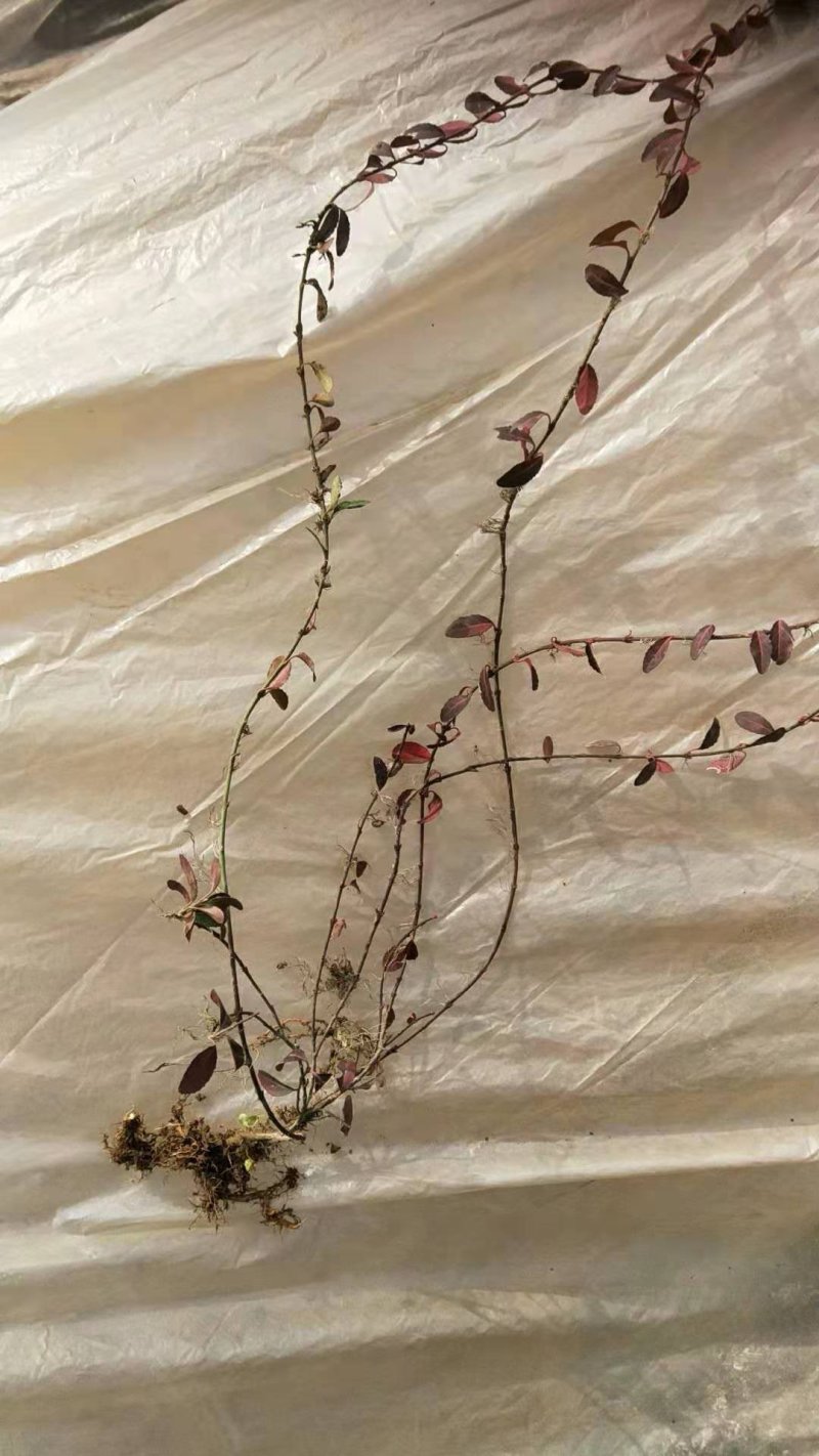 大量供应小叶扶芳藤，别名爬行卫矛