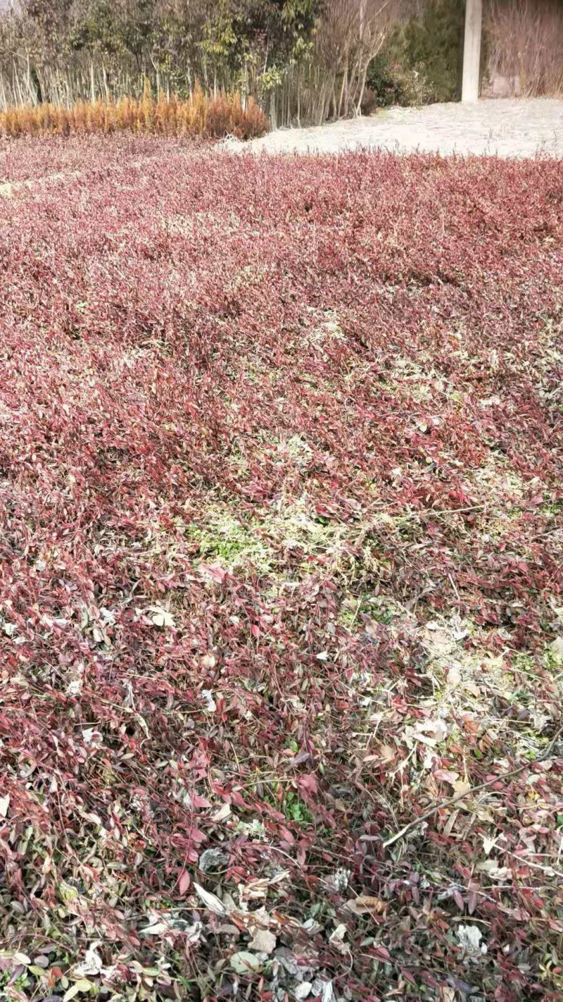 大量供应小叶扶芳藤，别名爬行卫矛