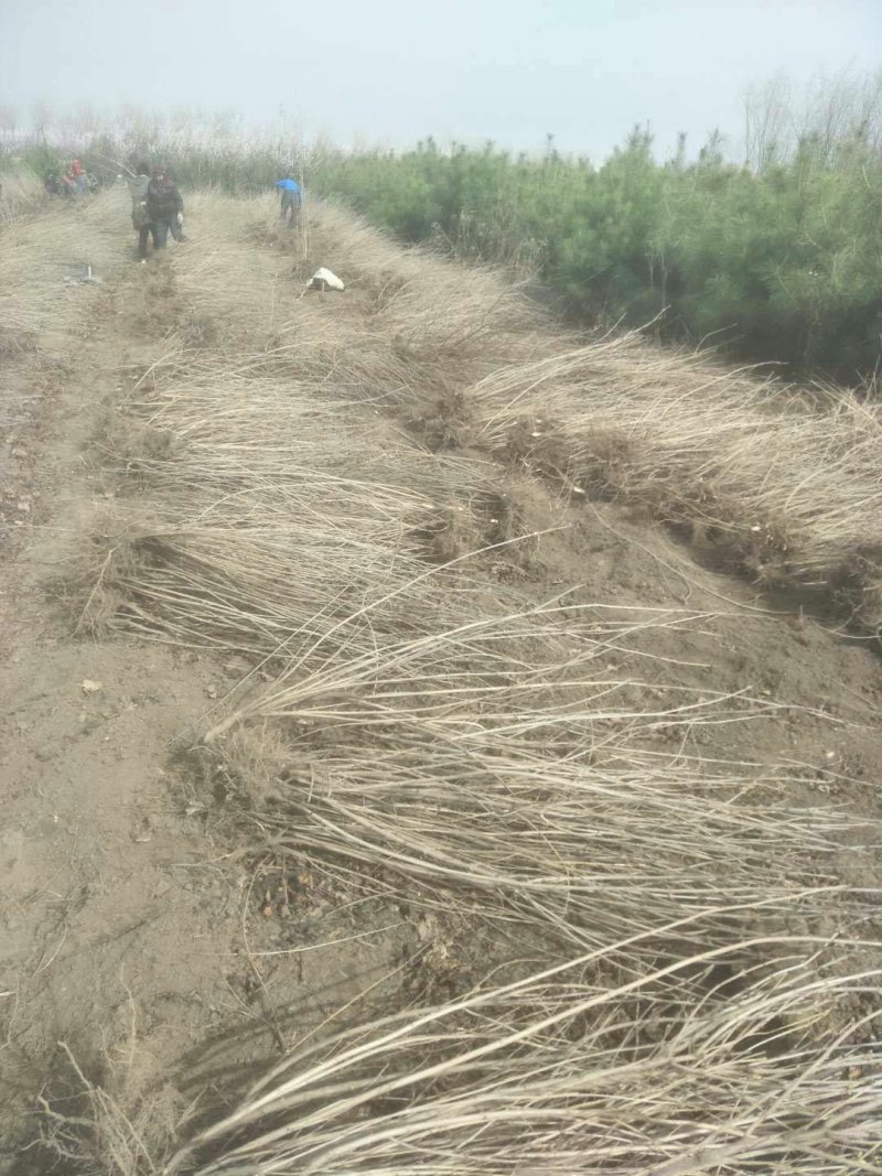 出售各种规格的绿化树苗。