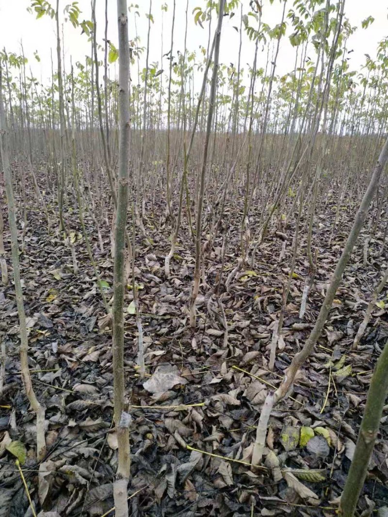 核桃苗，薄壳香核桃树苗，现挖现发，根系发达保证成活