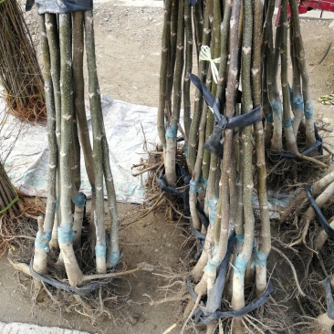 核桃苗，薄壳香核桃树苗，现挖现发，根系发达保证成活