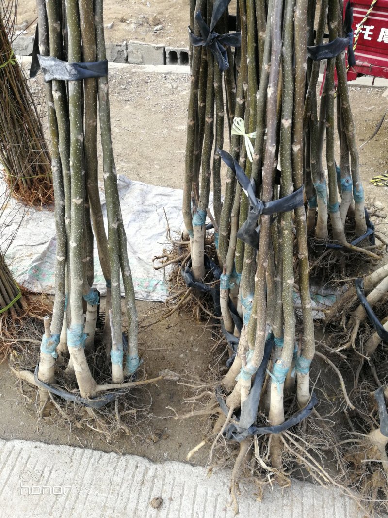 核桃苗，薄壳香核桃树苗，现挖现发，根系发达保证成活