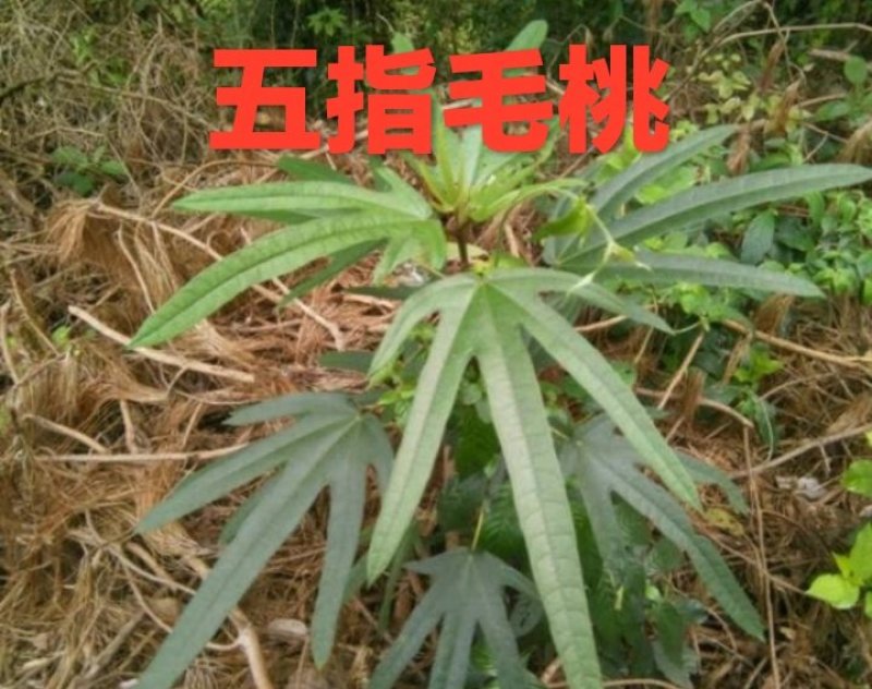 五指毛桃/五指毛桃根/五指牛奶根/五爪金龙（批发）