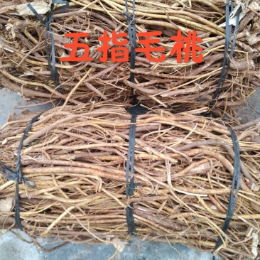 五指毛桃/五指毛桃根/五指牛奶根/五爪金龙（批发）