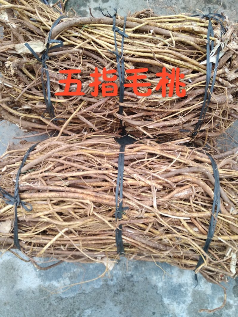 五指毛桃/五指毛桃根/五指牛奶根/五爪金龙（批发）