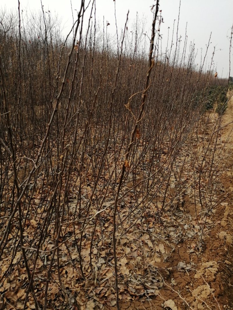 红肉苹果苗优惠出售二百株，果实大而红，耐运输