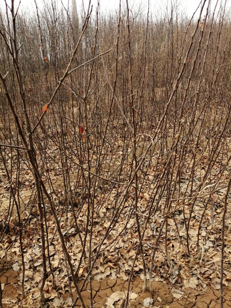 红肉苹果苗优惠出售二百株，果实大而红，耐运输