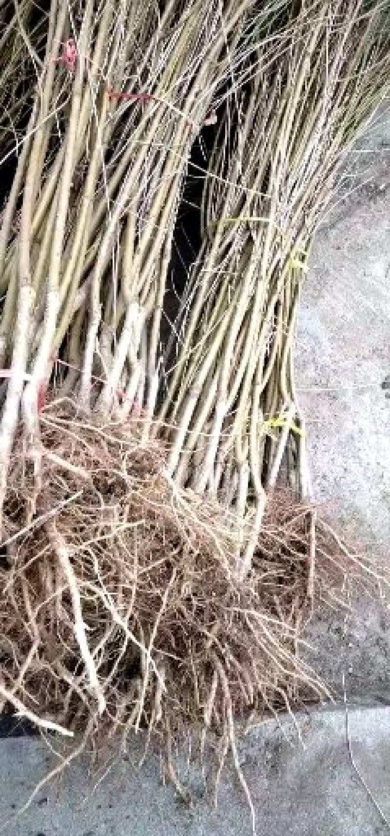 【精选】桃树苗，嫁接中油蟠桃树苗大量供应欢迎下单