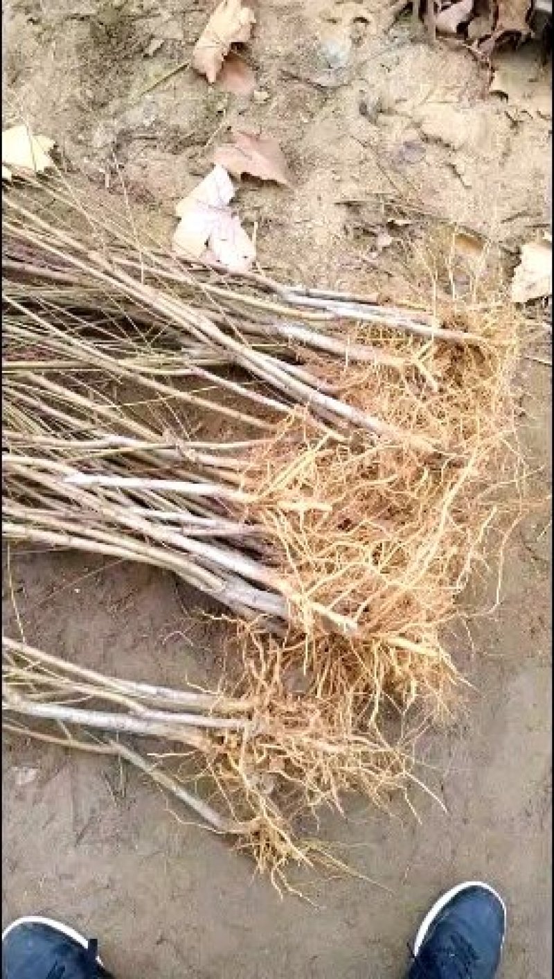 【精选】桃树苗，嫁接中油蟠桃树苗大量供应欢迎下单