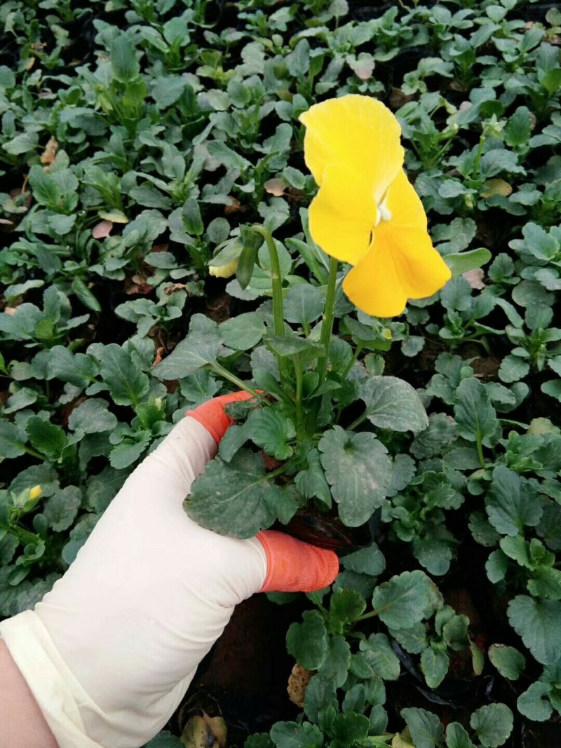 三色堇