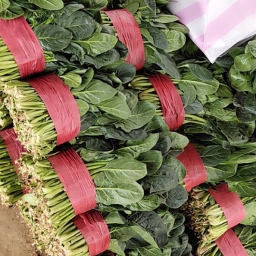 好菠菜小叶香菜