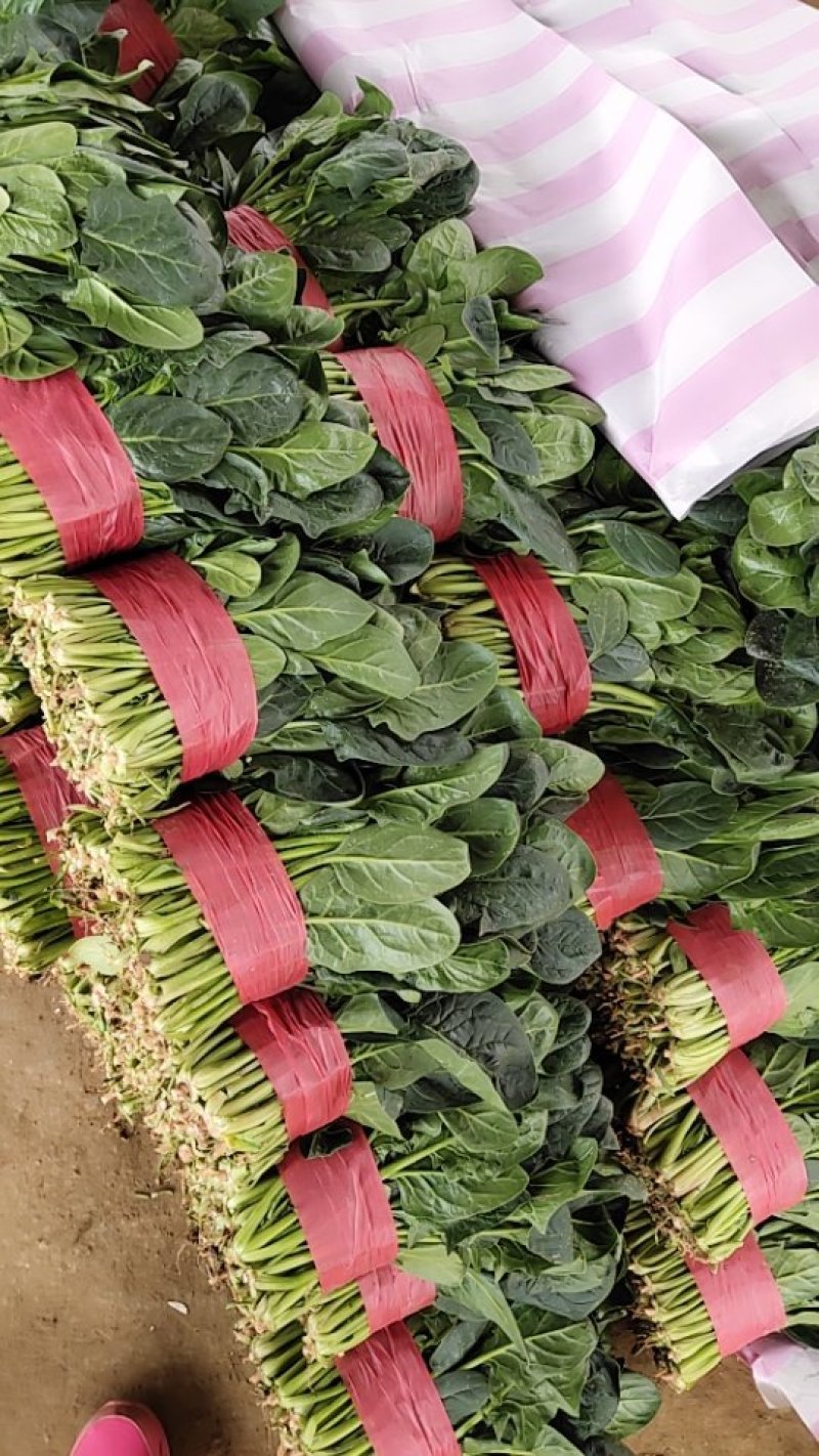 好菠菜小叶香菜