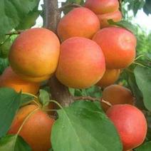 沙金红大黄杏苗，一手货源保证质量提供技术指导。