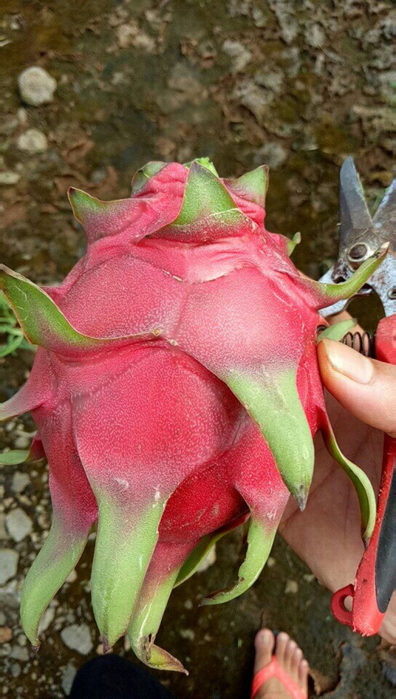红心火龙果精品红心火龙果