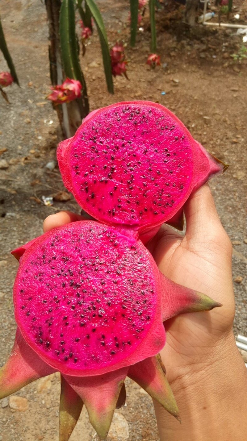 红心火龙果精品红心火龙果