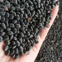 供黑豆60吨本地小扁粒黑豆高蛋白诚信合作欢迎下单。