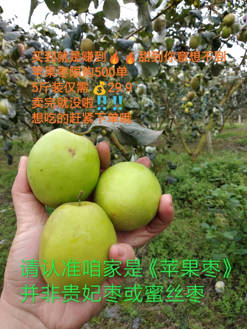 广西大青枣中大果5斤10苹果枣多汁细腻无渣支持一件代发