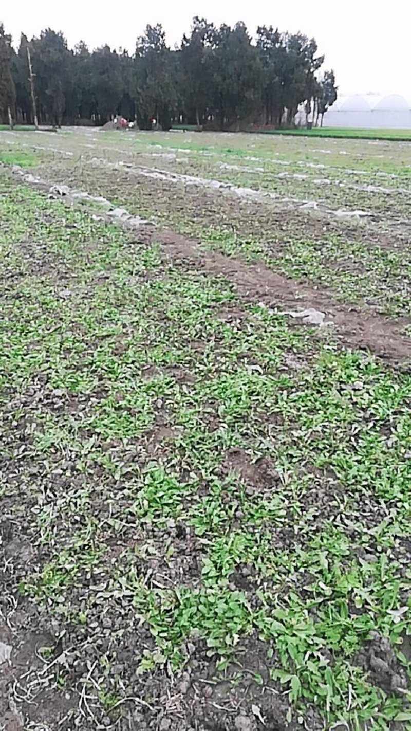 新鲜的蒲公英