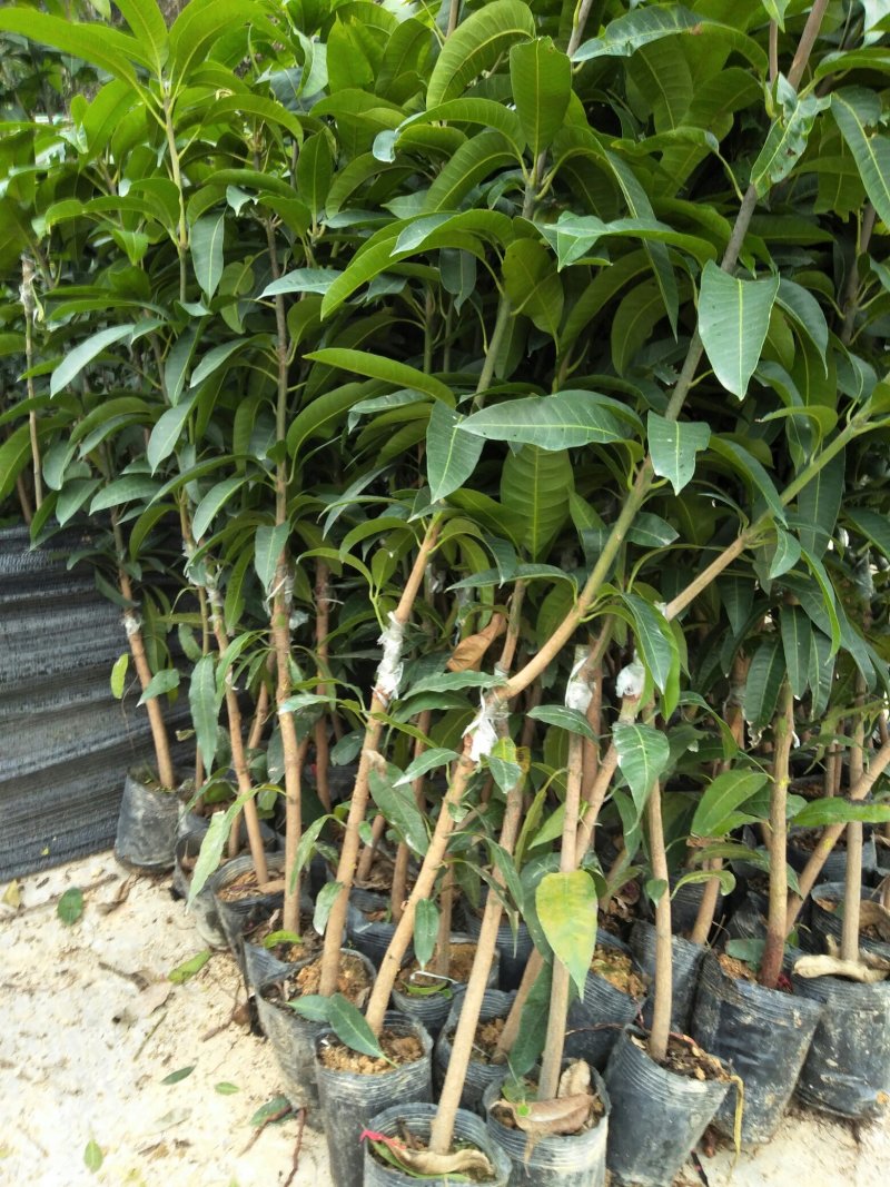 金煌芒果树苗自育自销(正宗嫁接15X18营养杯)常年可栽