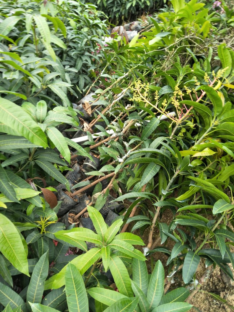 金煌芒果树苗自育自销(正宗嫁接15X18营养杯)常年可栽