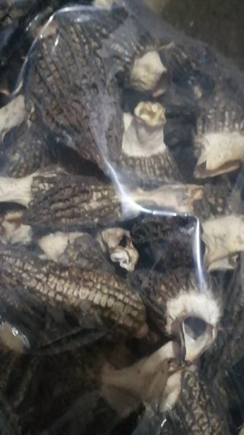 羊肚菌