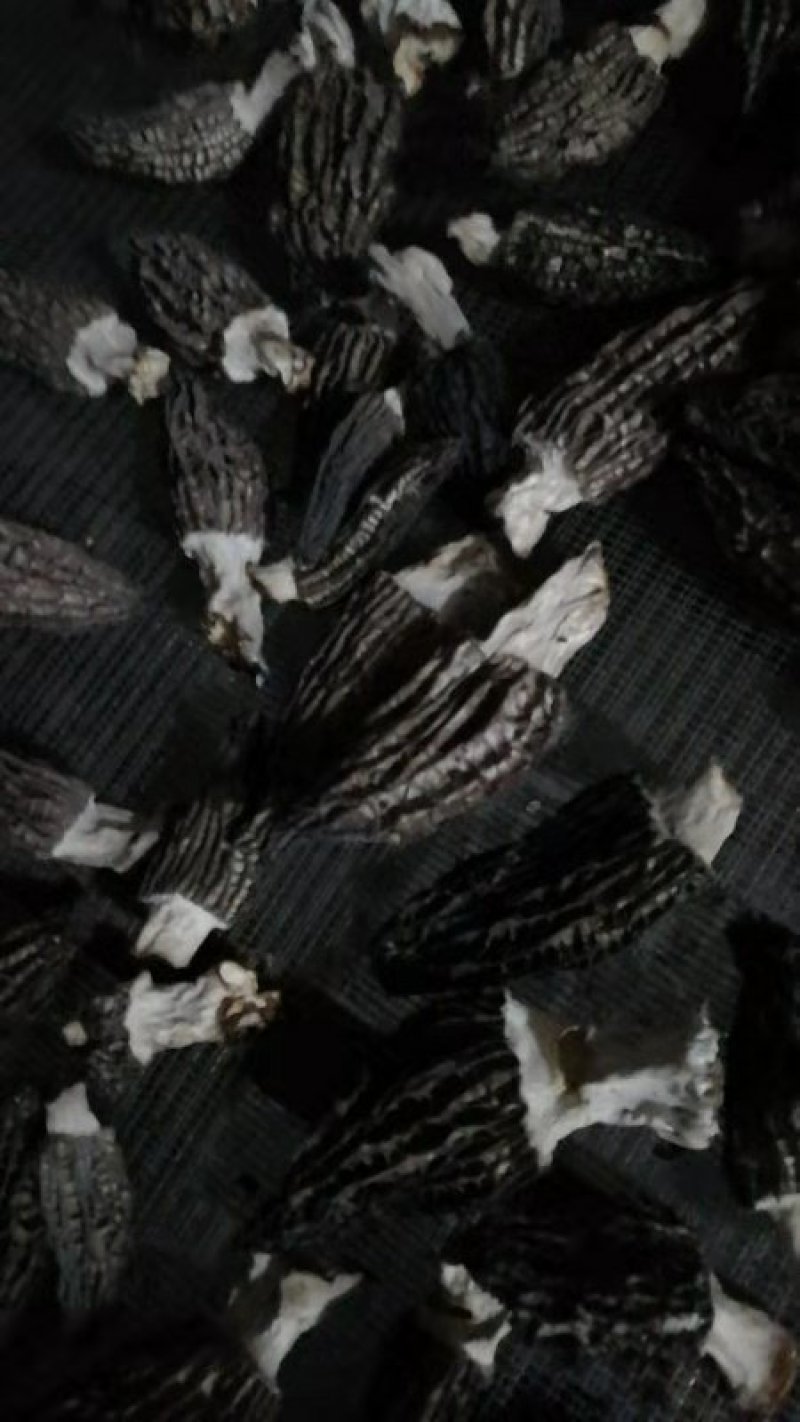 羊肚菌