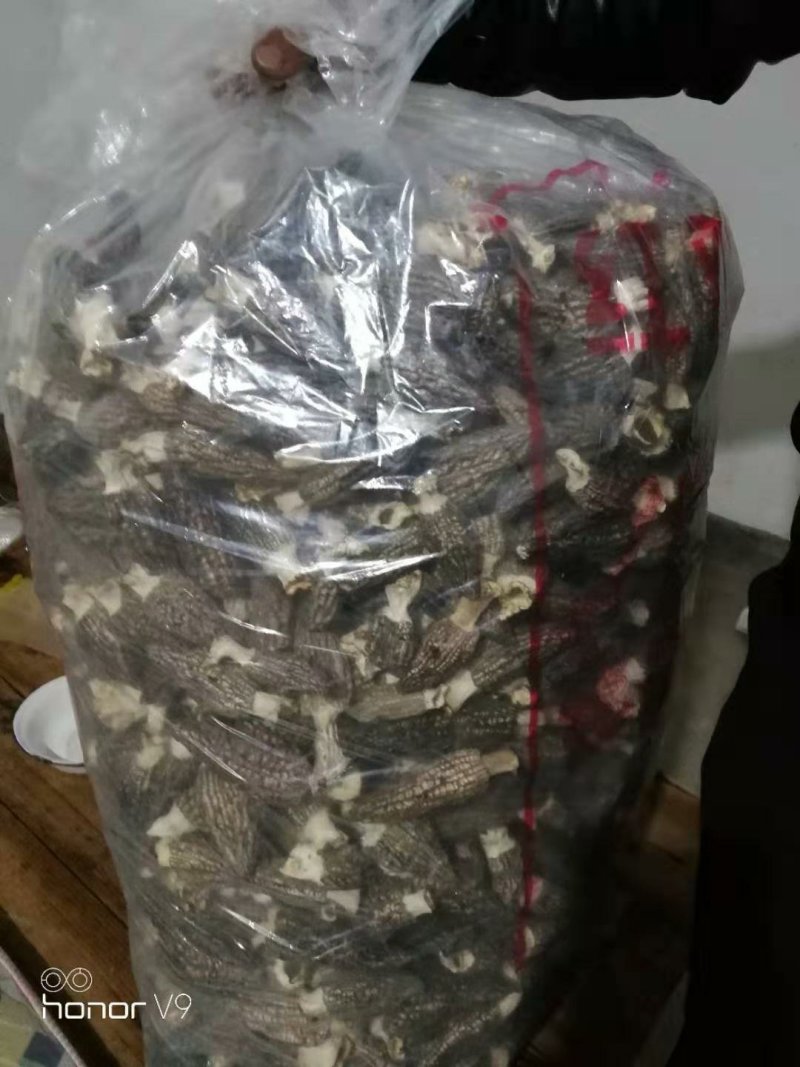 羊肚菌