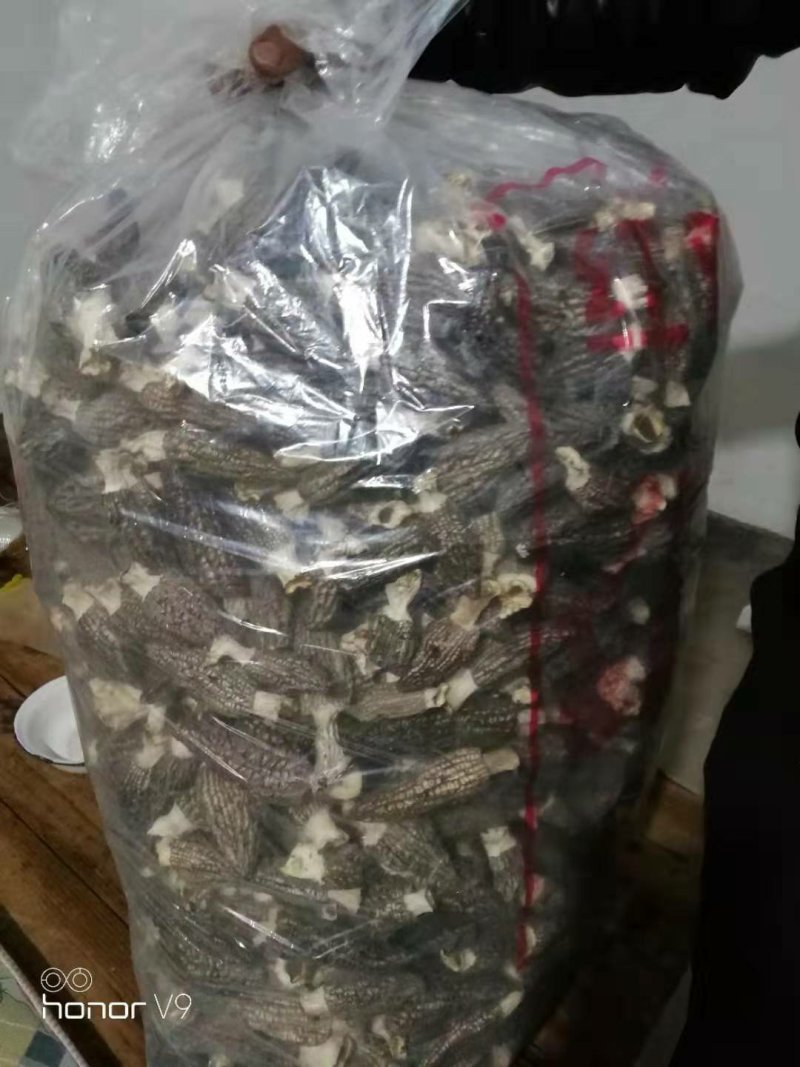 羊肚菌