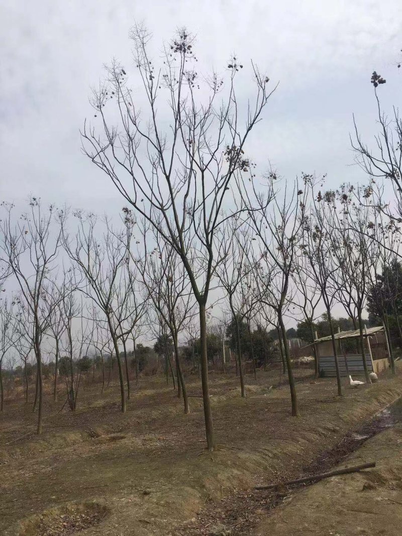 黄山栾树