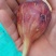 波姬红无花果苗,波姬红、芭劳奈育苗枝条,剪好的插条