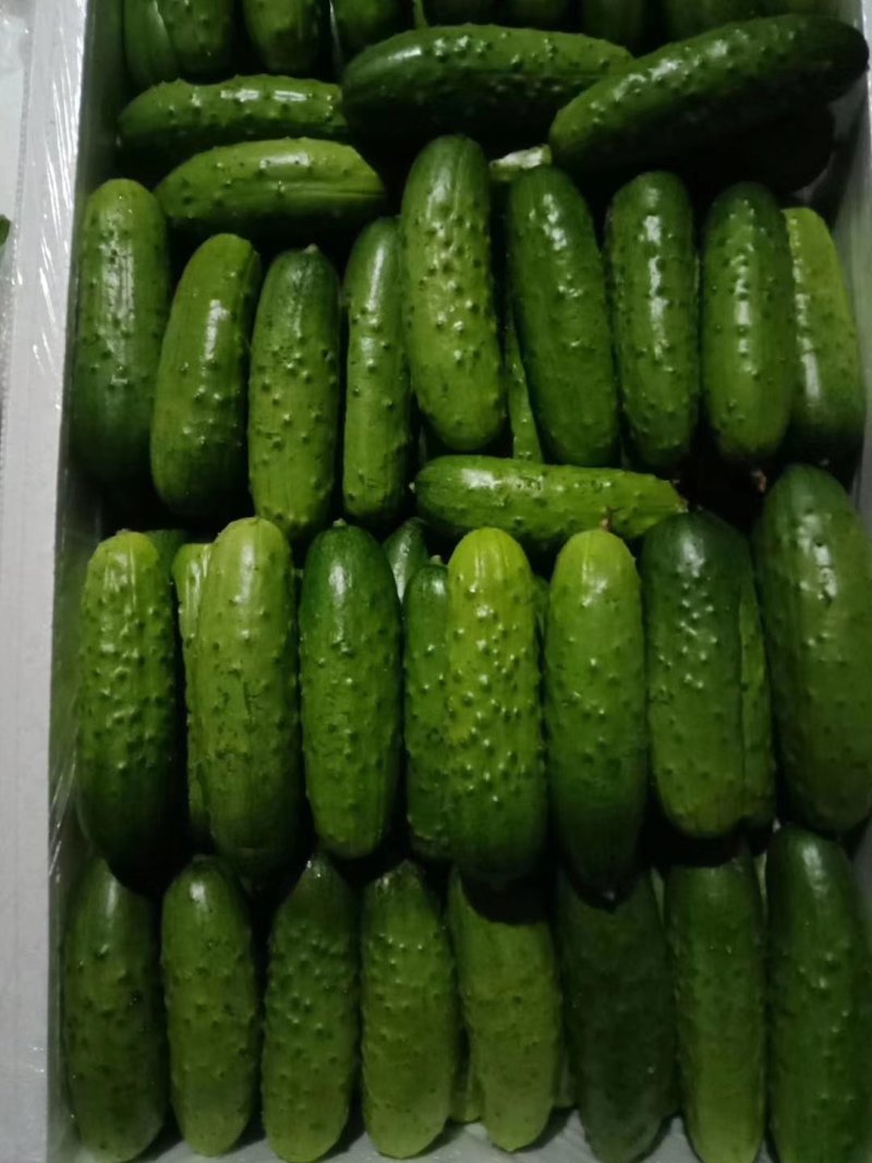 精品小黄瓜大量上市了。