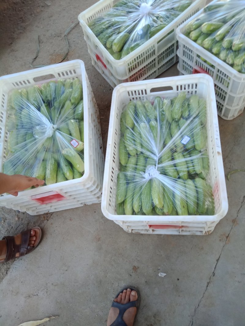 精品小黄瓜大量上市了。