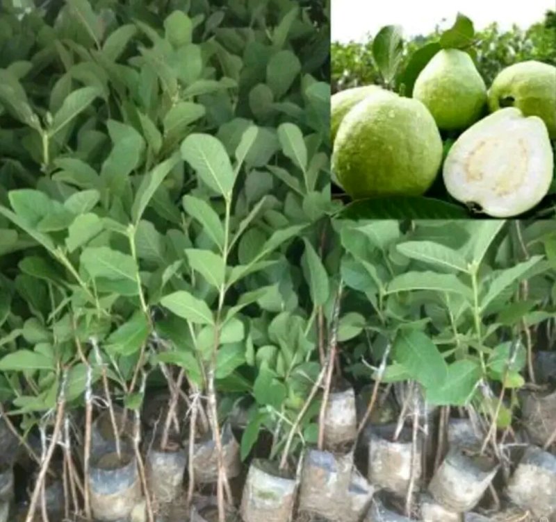 珍珠番石榴苗