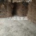 1年生八棱海棠苗，大型机械起苗，人工分拣。根须完整，根深