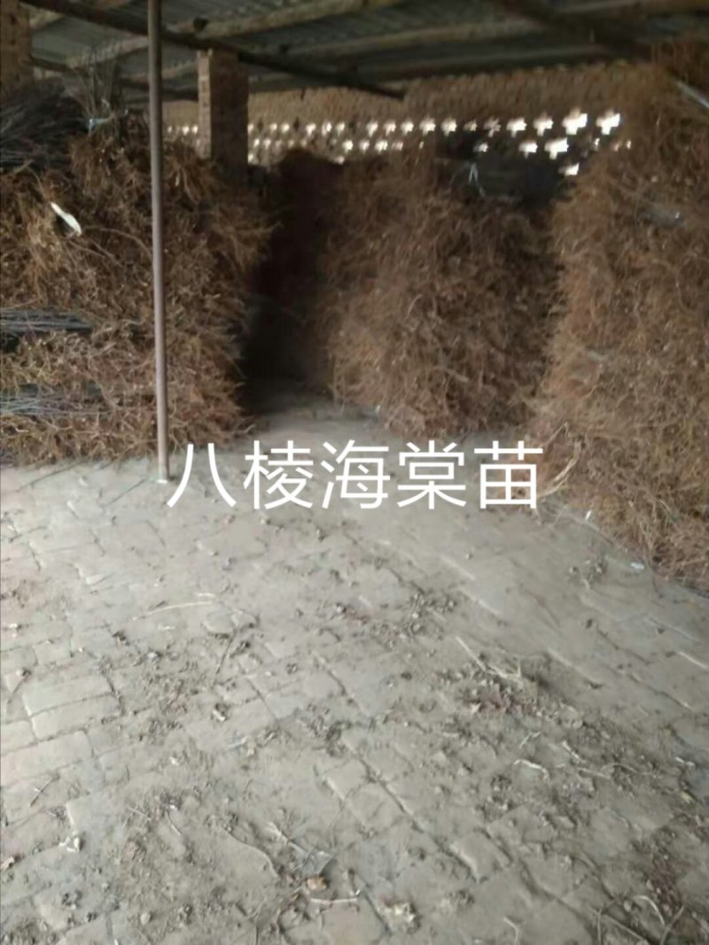 1年生八棱海棠苗，大型机械起苗，人工分拣。根须完整，根深