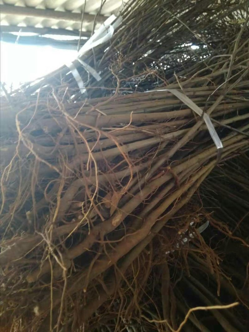 1年生八棱海棠苗，大型机械起苗，人工分拣。根须完整，根深
