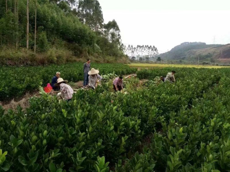 供应佛手苗，包办检疫证，品种好，拳头果，含量足，没碎片