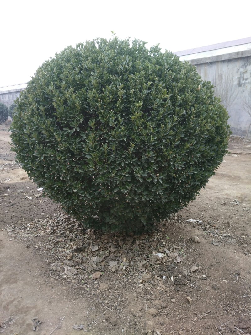 大叶黄杨(冬青)球2.2米