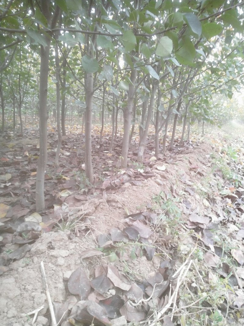 皇冠梨树苗4年