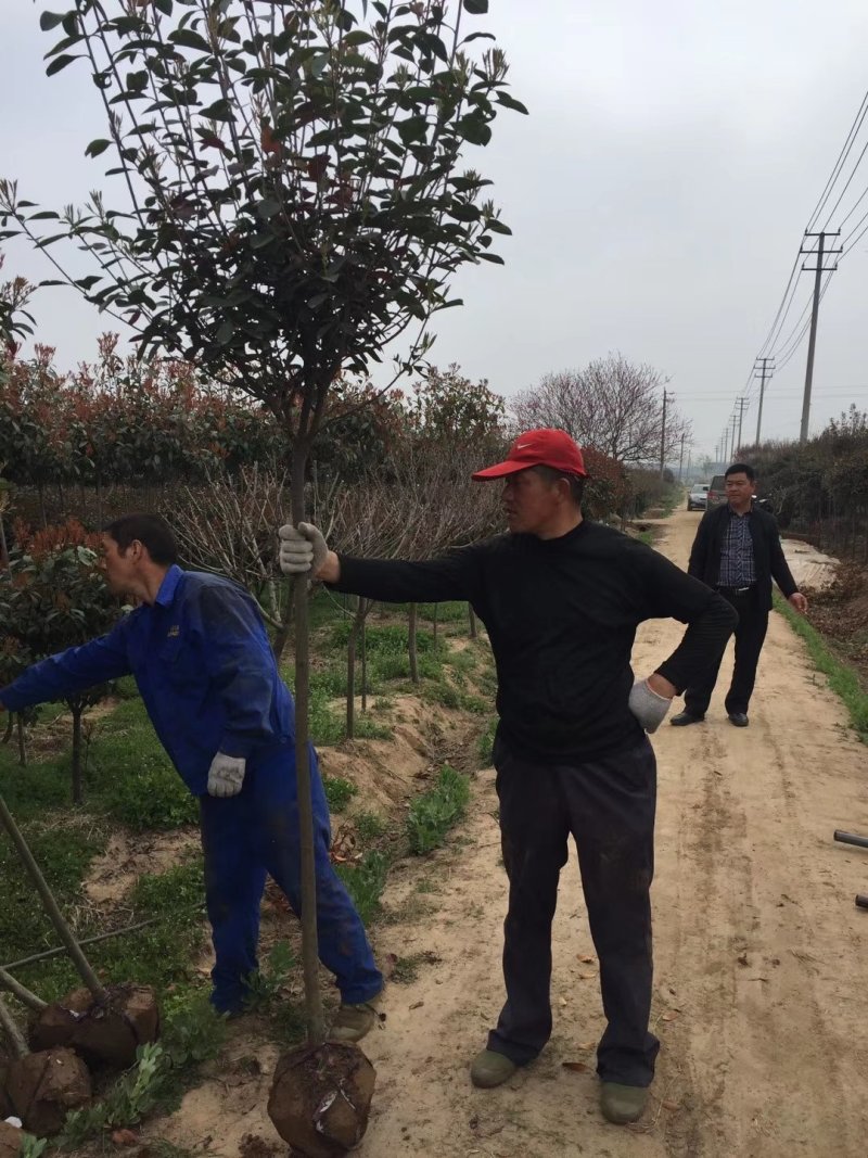 红叶石楠树单杆丛生均有红叶石楠行道树红叶石楠球老石楠