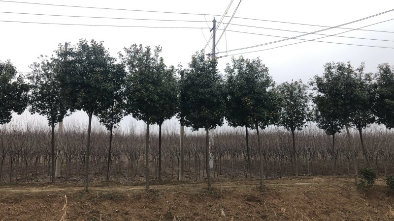 红叶石楠树单杆丛生均有红叶石楠行道树红叶石楠球老石楠