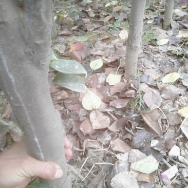 皇冠梨树苗4年苗出售自己种植有需要的联系我石家庄藁城市贾