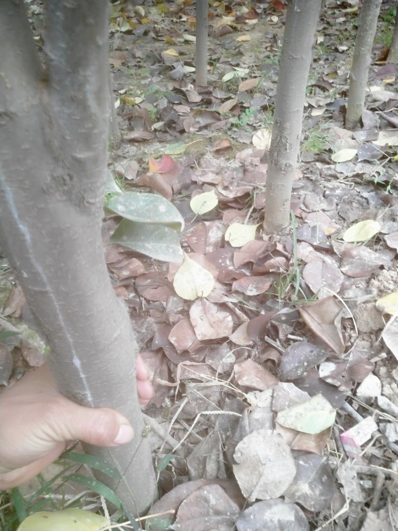 皇冠梨树苗4年苗出售自己种植有需要的联系我石家庄藁城市贾