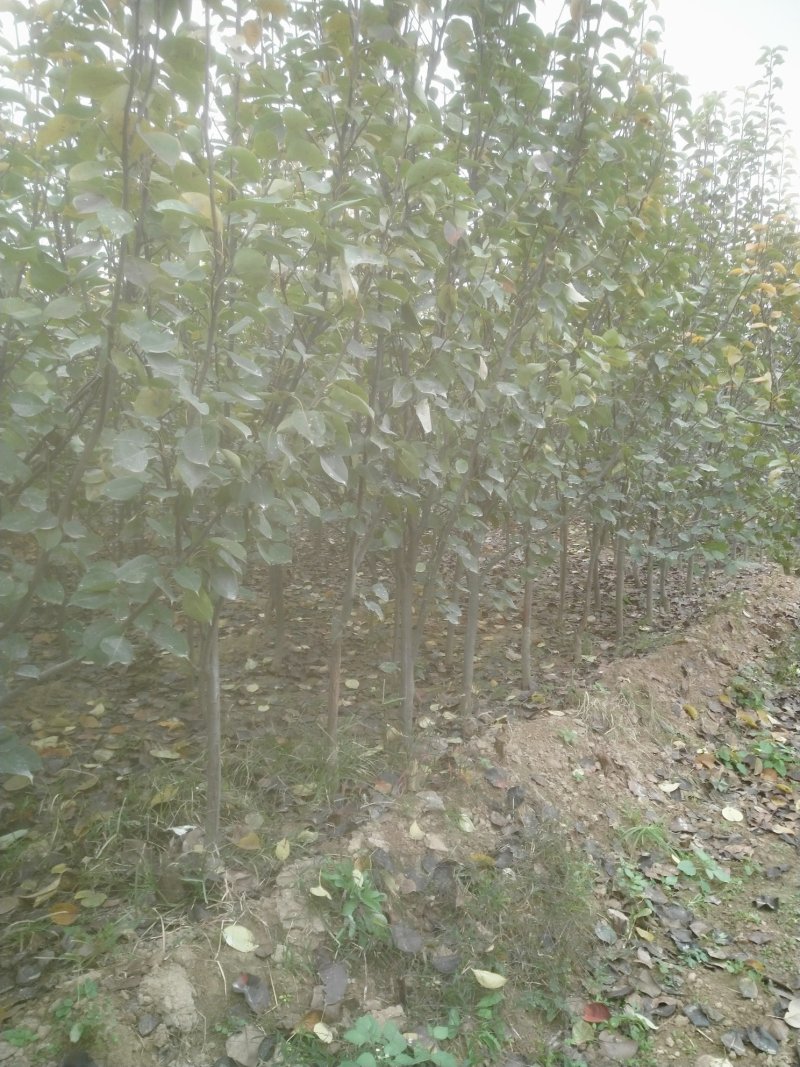 皇冠梨树苗4年苗出售自己种植有需要的联系我石家庄藁城市贾