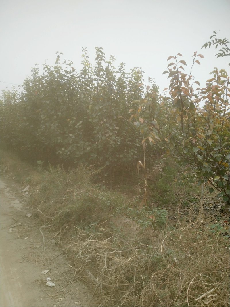 皇冠梨树苗4年苗出售自己种植有需要的联系我石家庄藁城市贾