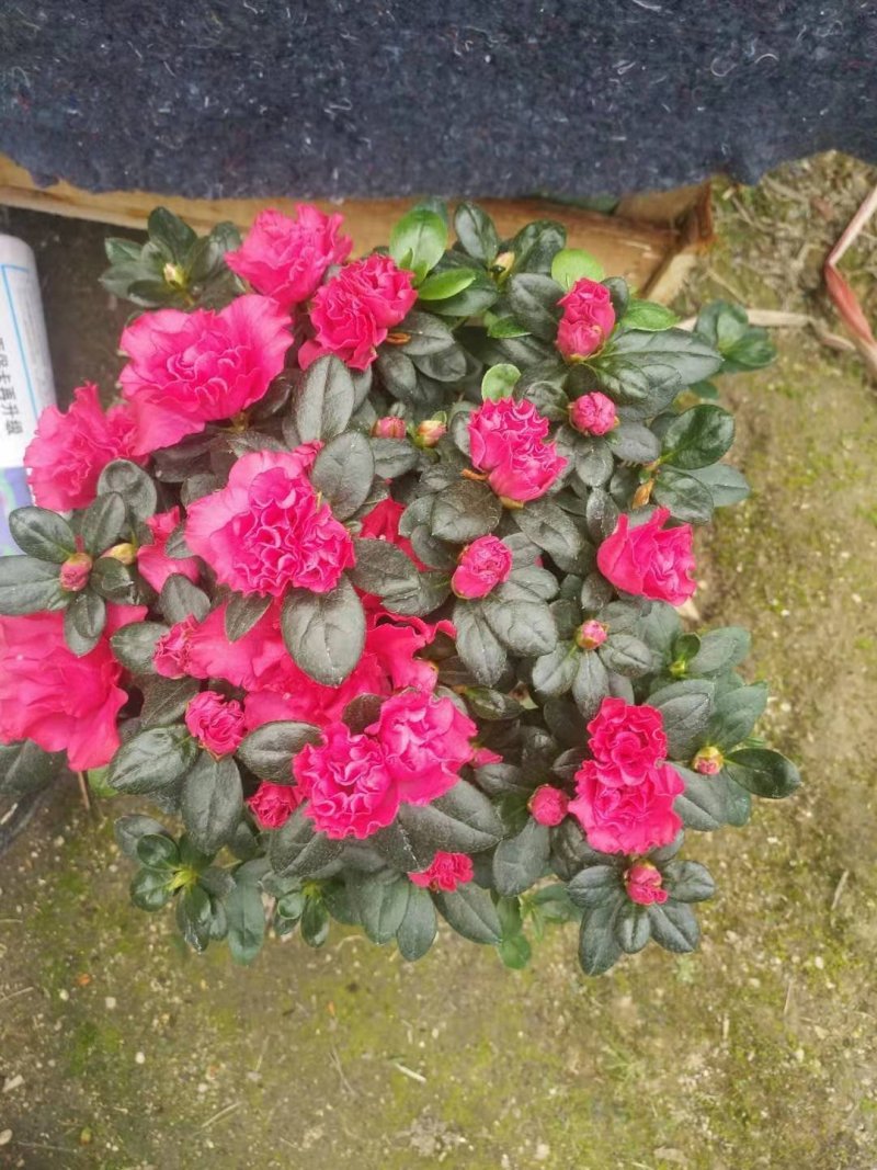 比利时杜鹃花盆栽四季开花不断室内外观花绿植易活