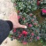 比利时杜鹃花盆栽四季开花不断室内外观花绿植易活