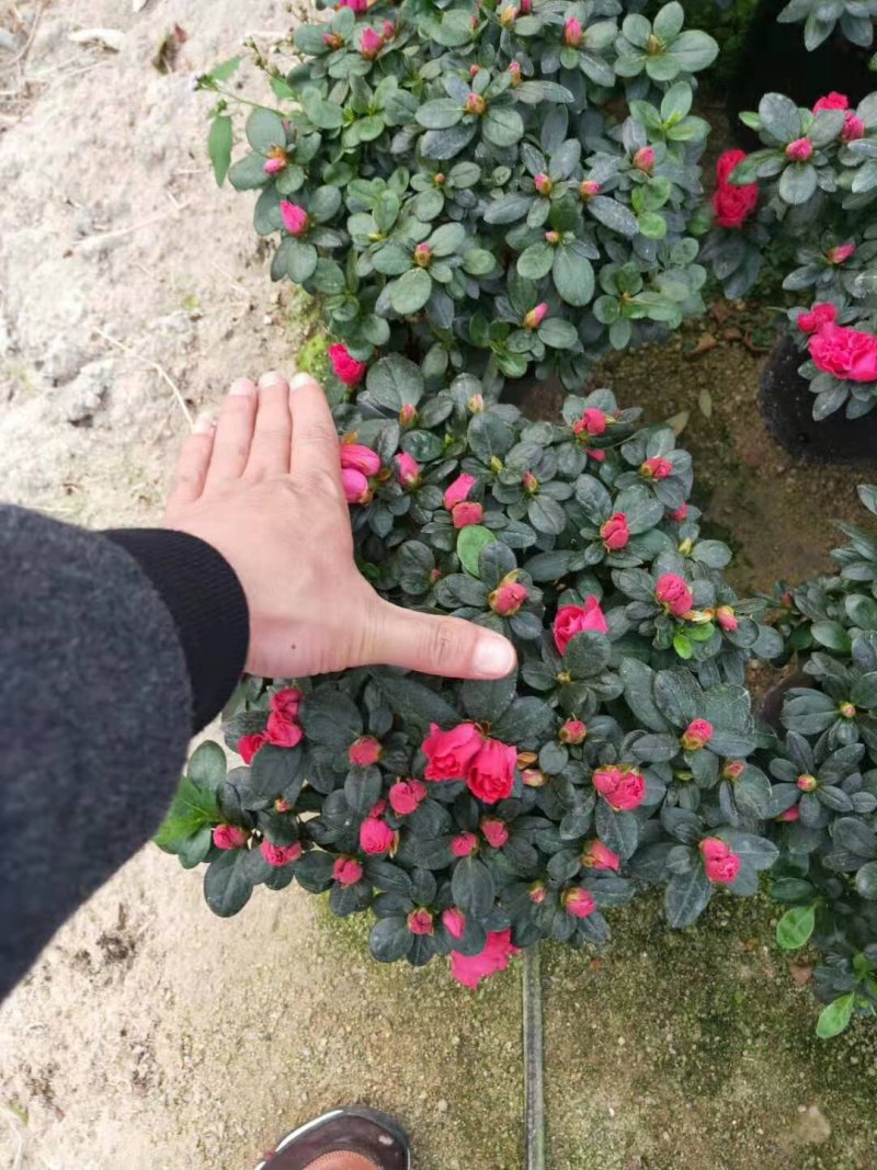 比利时杜鹃花盆栽四季开花不断室内外观花绿植易活