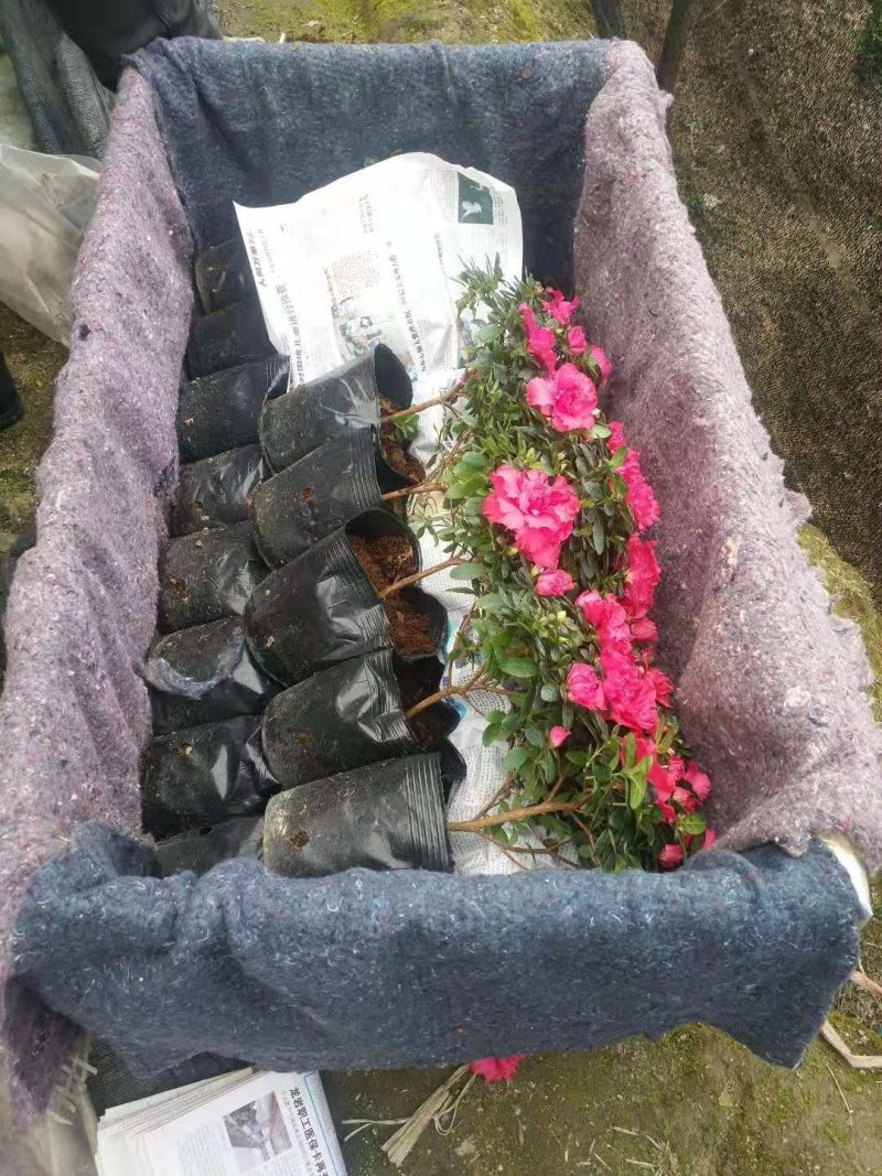 比利时杜鹃花盆栽四季开花不断室内外观花绿植易活