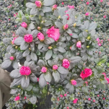 比利时杜鹃花盆栽四季开花不断室内外观花绿植易活